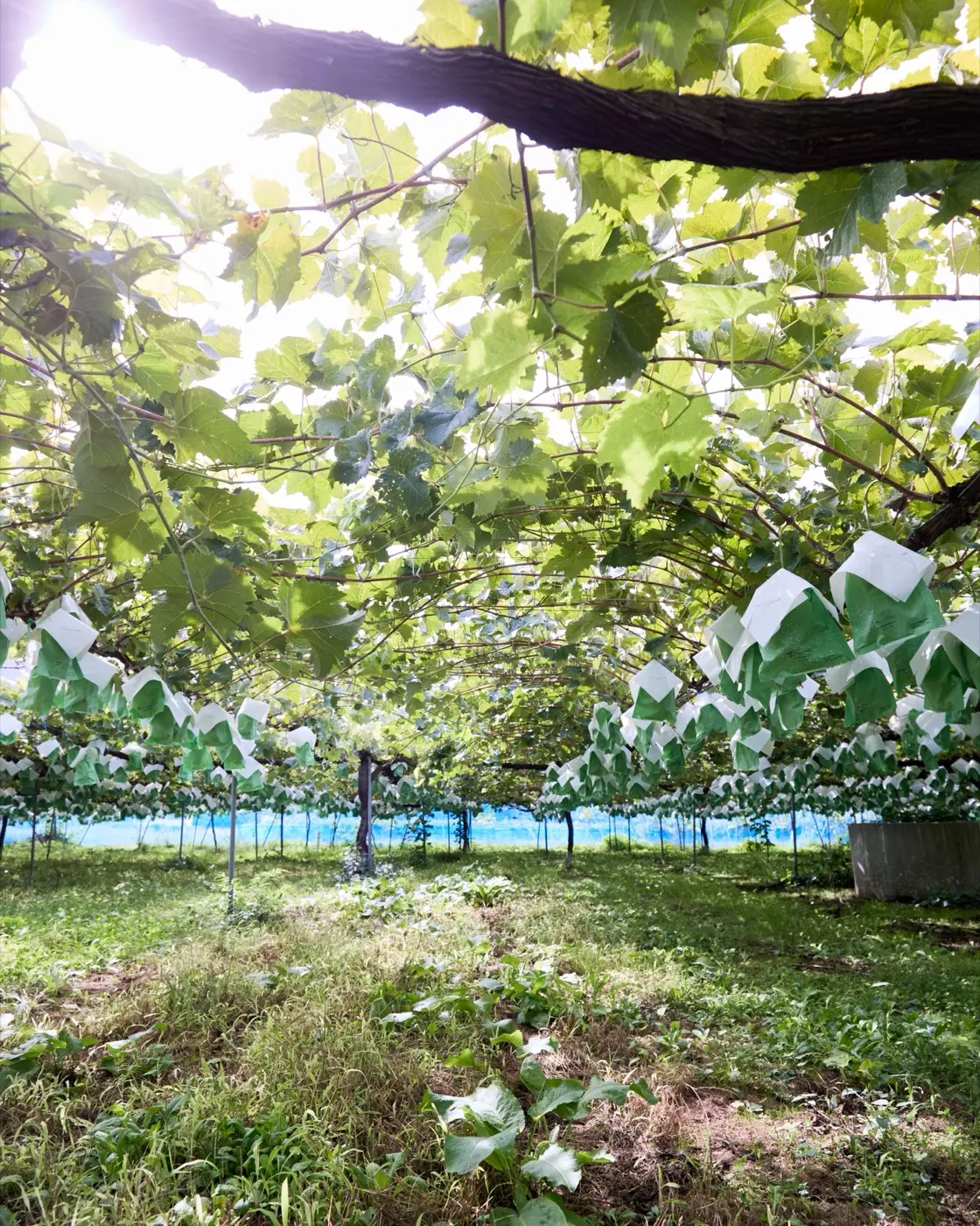 高山村のぶどう畑。木漏れ日が差し込む棚仕立ての園地