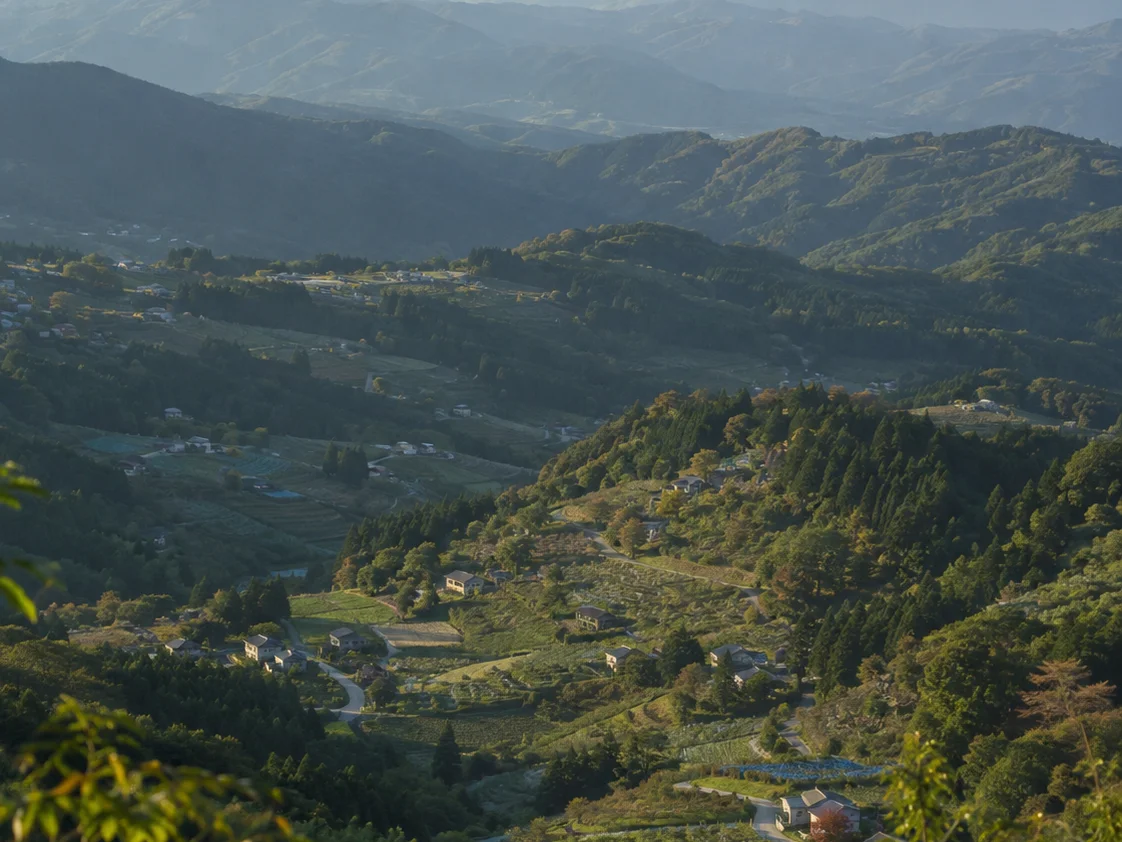 高山村の果樹園に実るリンゴ